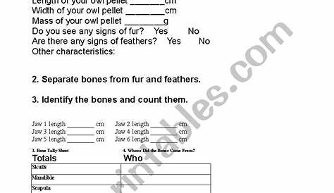owl pellets lesson worksheet