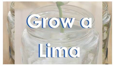 Easy Science Project for Kids: How to Grow a Lima Bean Seed