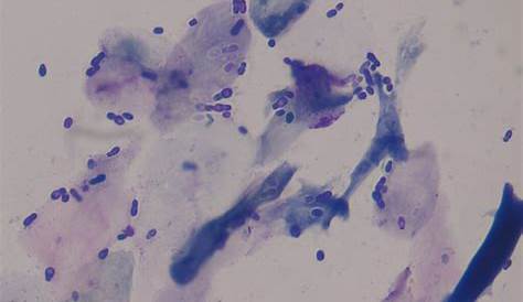 Ear Cytology for dogs: What is it and why does my vet insist on it