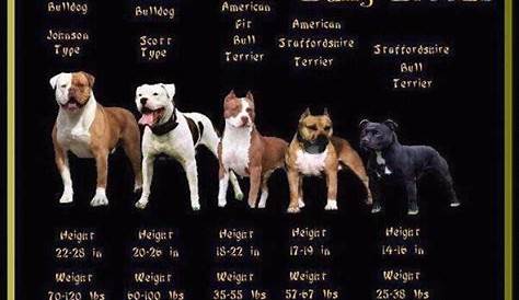 Rottweiler Weight Chart Kg - Bleumoonproductions