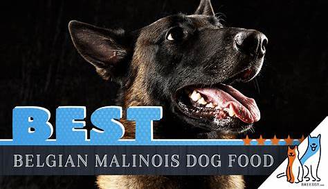 9 Best Belgian Malinois Dog Foods Plus Top Brands for Puppies & Seniors