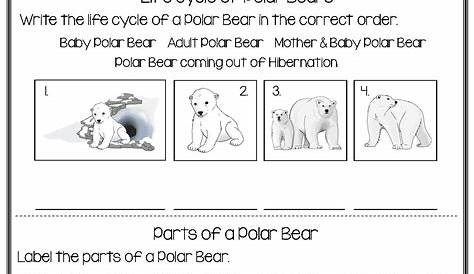 All About Polar Bears | Polar bear, Kindergarten worksheets, Polar