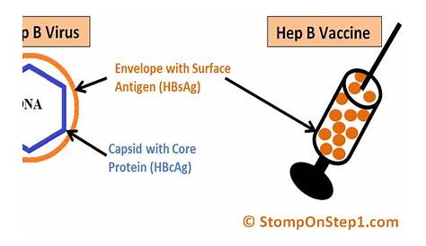 hep b surface antibody numbers
