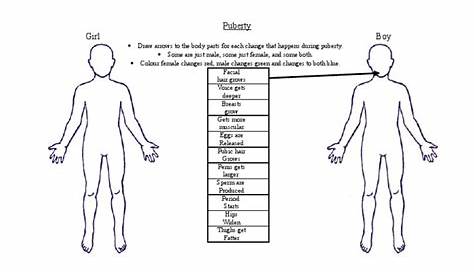 Puberty Changes Worksheet | PDF