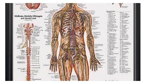 The Nervous System Chart 20x26 | Nervous system anatomy, Nerve anatomy, Nervous system