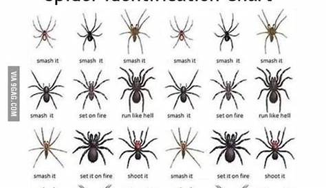 Spider Identification Chart 100 Life Hacks, Funny Life Hacks, Simple