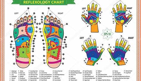 Foot and Hand reflexology chart — Stock Vector © coolvectormaker #80024124