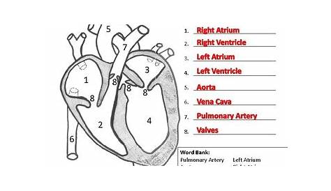 heart labeling worksheets answers