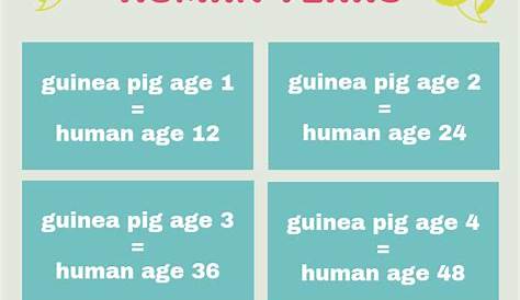 guinea pig weight chart