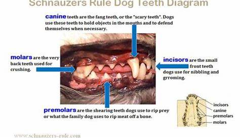 Dog Teeth Diagram & Mouth Problems