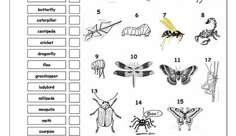 insects worksheets