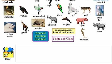 1st Grade Animal Coloring Worksheet