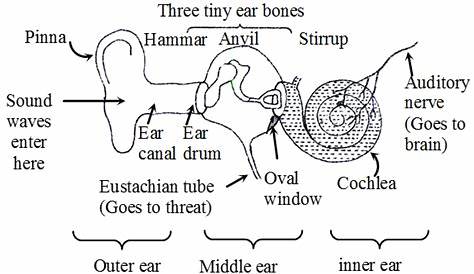 How Does The Ear Work And What Are Its Functions - A Plus Topper