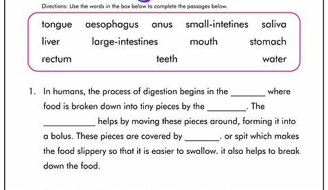 the digestive system worksheet