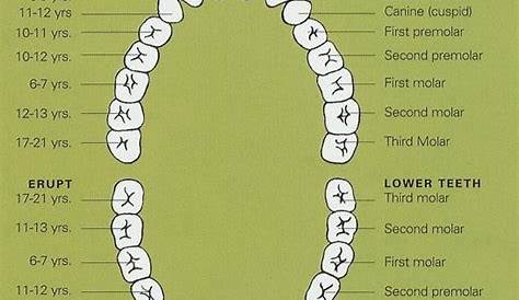 Teeth Chart - Dental Chart - Tooth Chart - Permanent Teeth Diagram