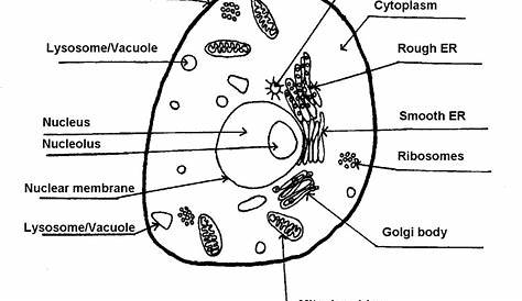 biology cell structure worksheet