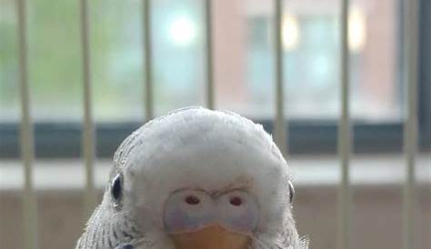 Whats the gender of this parakeet? : r/Parakeets