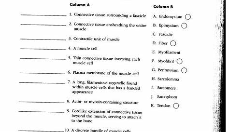Easy Get PDF - Interactive Physiology Muscular System Worksheet Answers
