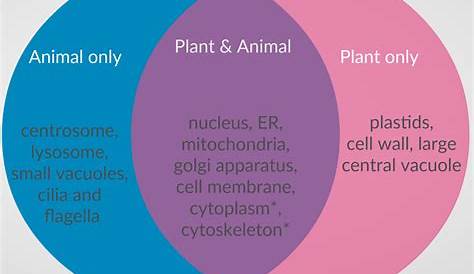 Differences and Similarities Between Plant and Animal Cells - WithCarbon