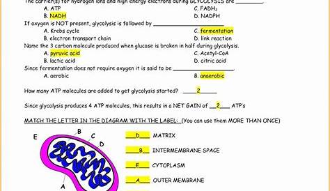 Photosynthesis And Light Worksheet Answers - Worksheet QA