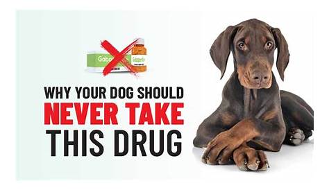 gabapentin for dogs dose chart