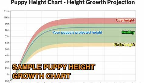 growth chart for labrador retrievers