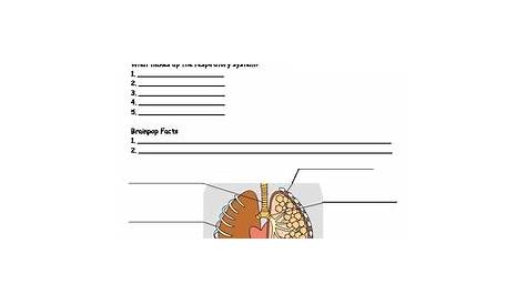 Human Body RESPIRATORY - The Lungs Worksheet by Sweet D | TpT