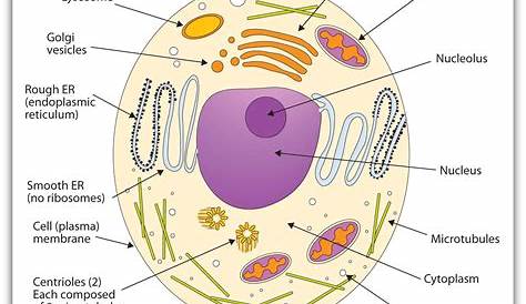 Prokaryotic and Eukaryotic Cells Worksheet Answers