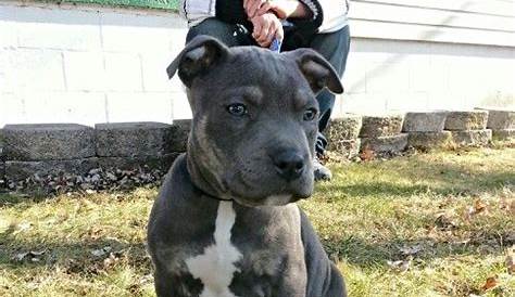 Blue tri color Bully Dog, Boxer Puppy, Staffies, Pit Bulls, Bullies
