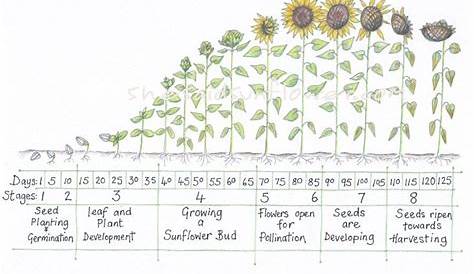 Sunflower Seed Growth Stages - octopussgardencafe