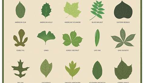 Leaf Identification Chart [Infographic] | Leaf identification, Tree
