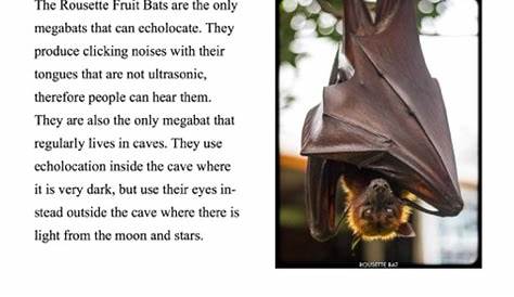 Bat Facts For Kids 9-12 by Cindy Bowdoin on iBooks