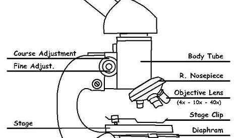 light microscope worksheet pdf