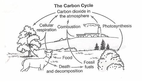 free carbon cycle worksheet