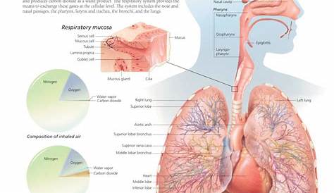 Systems of the Human Body Flip Chart | Scientific Publishing