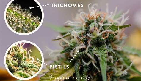 fully developed trichome harvest chart