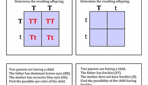 Incredible Dihybrid Punnett Square Practice Problems Answer Key Pdf