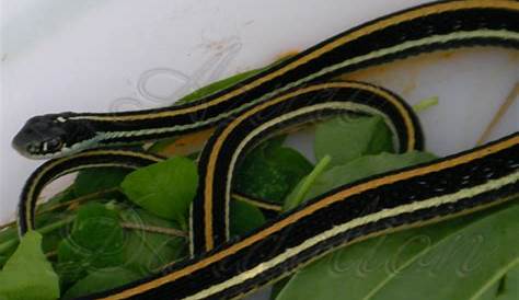 garter snake max size