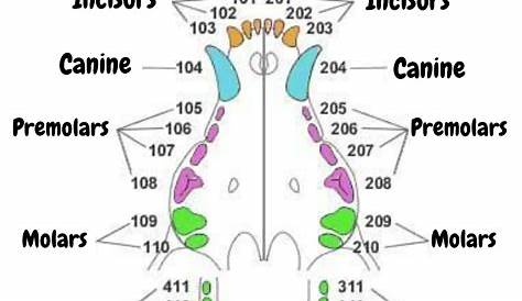 Canine Dental Chart: Dog Dental Chart (with pictures) - The Canine Expert: