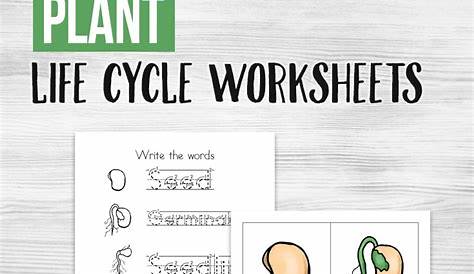 plant life cycle worksheets pdf