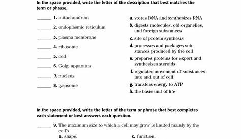 homeostasis and cell transport worksheet