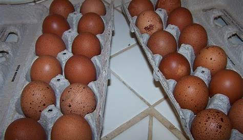 black copper maran egg production