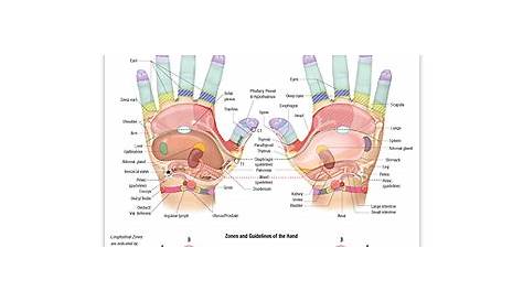 Reflexology Hand Chart: Reflexology of the Hands - The Stone Institute, LLC