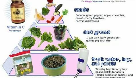 guinea pigs food chart