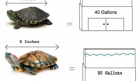 yellow-bellied slider age chart