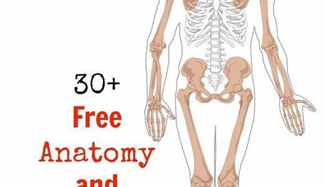Free Printable Human Anatomy Worksheets – Thekidsworksheet