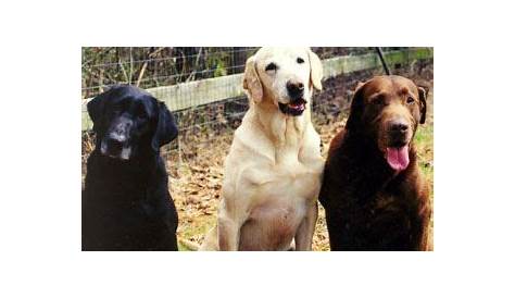 The Genetics of Color in Labradors | Labrador, Labrador retriever, Color