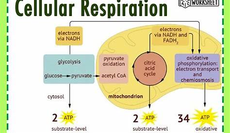 Cellular Respiration Chart Worksheet