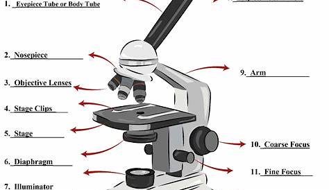microscope label worksheet