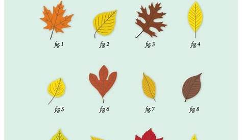 Leaf Identification Guide | Leaf identification, Tree identification